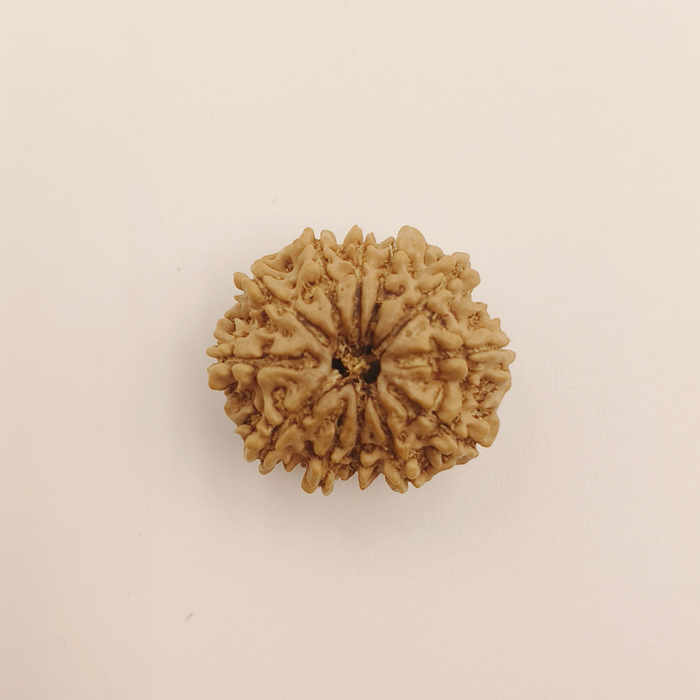 12 Mukhi Rudraksha