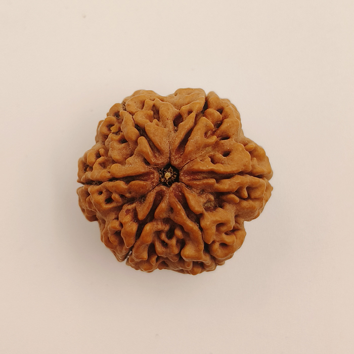 6 Mukhi Rudraksha