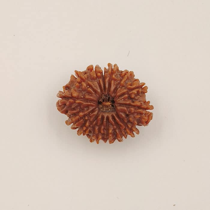 14 Mukhi Rudaksha