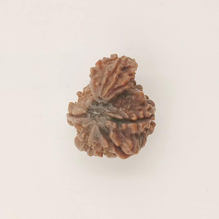 Garbh Gauri Rudraksha