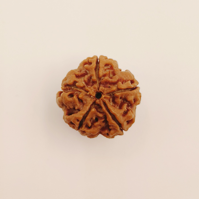 5 Mukhi Rudraksha