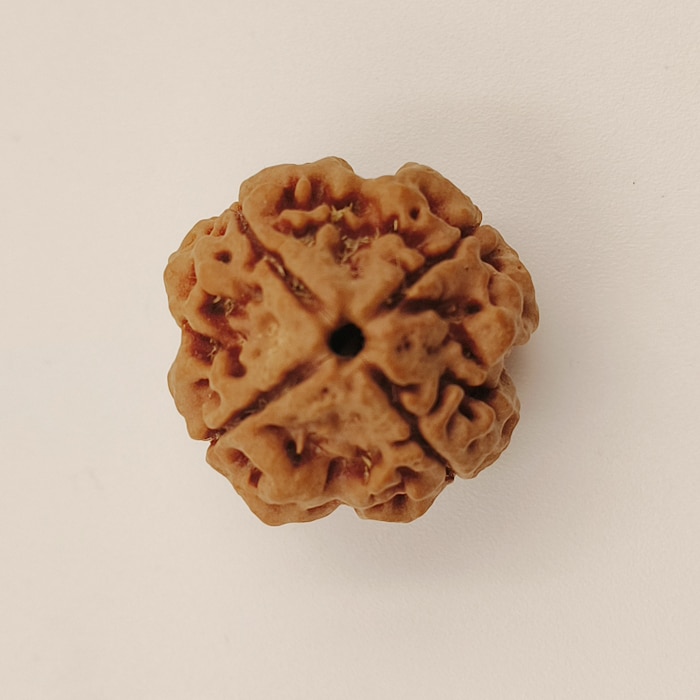 4 Mukhi Rudraksha
