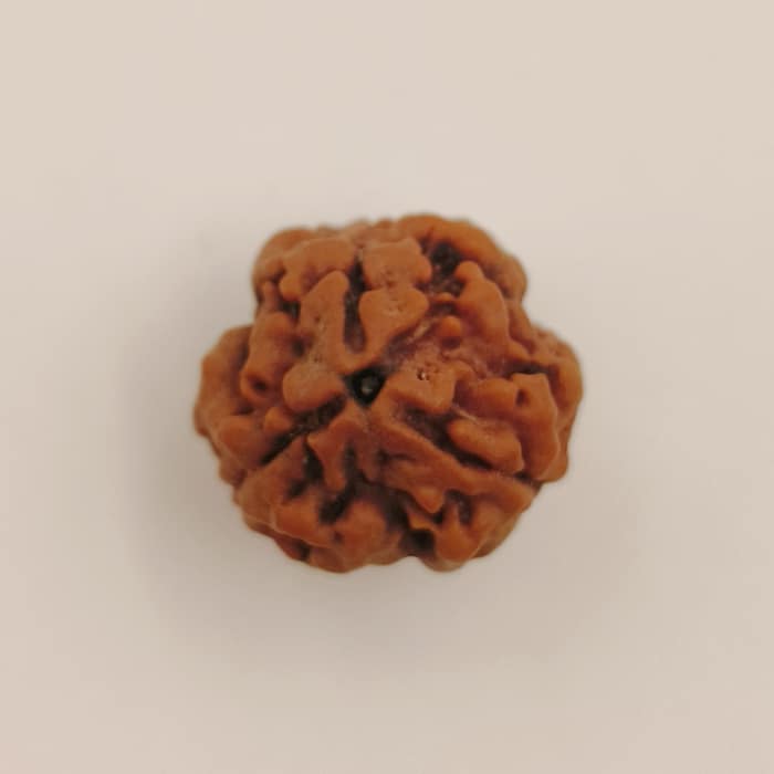 3 Mukhi Rudraksha