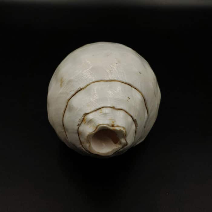 Puja Shankh