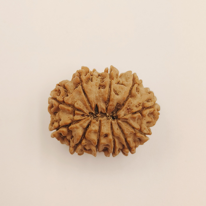 11 Mukhi Rudraksha
