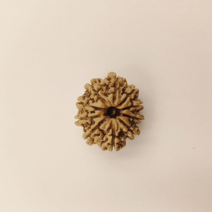 10 Mukhi Rudraksha