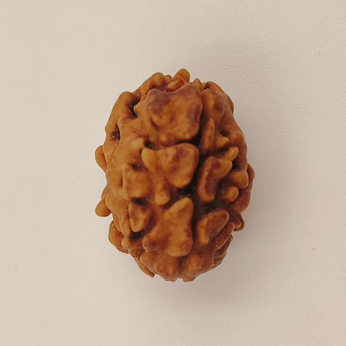 2 Mukhi Rudraksha Himalaya Origin