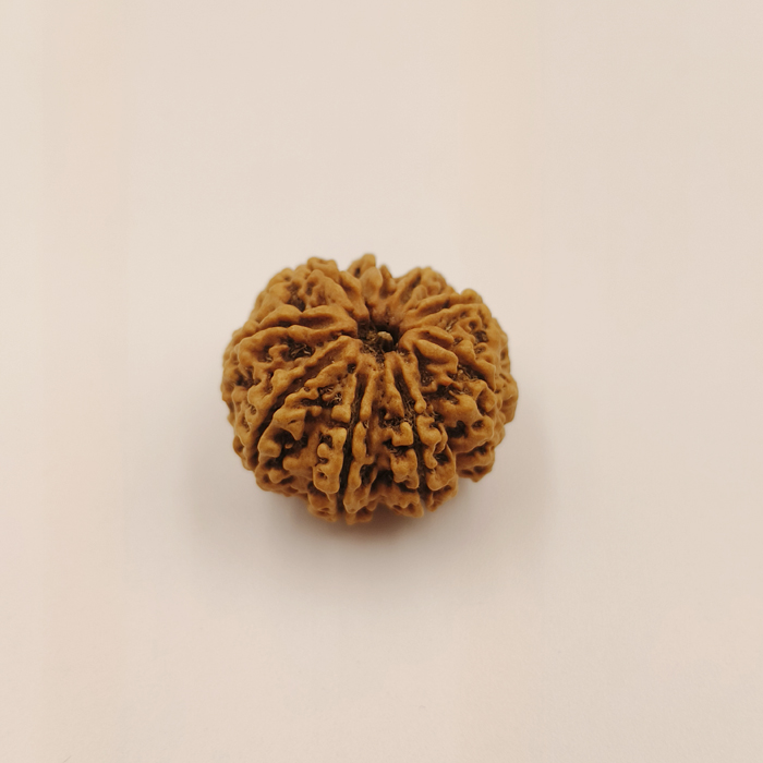 9 Mukhi Rudraksha