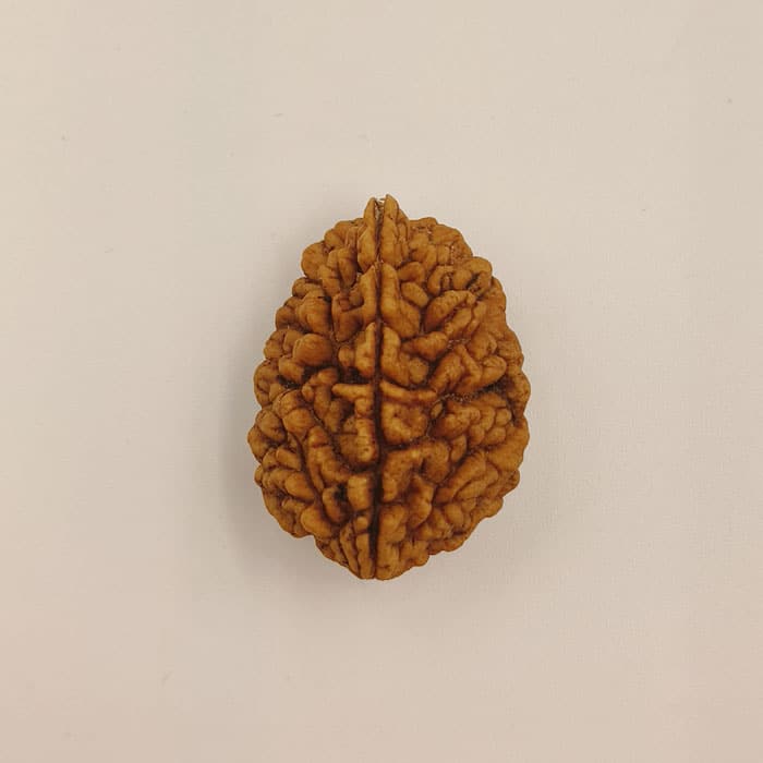 2 Mukhi Rudraksha Indian Origin