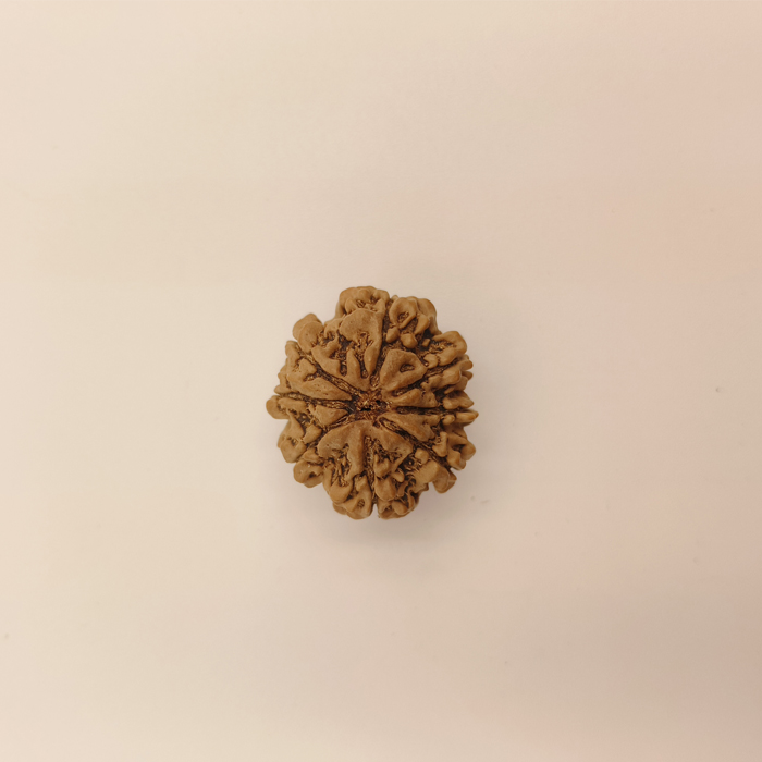 8 Mukhi Rudraksha