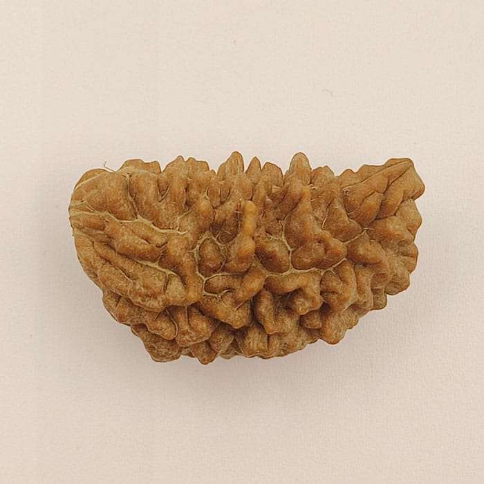 1 Mukhi Rudraksha