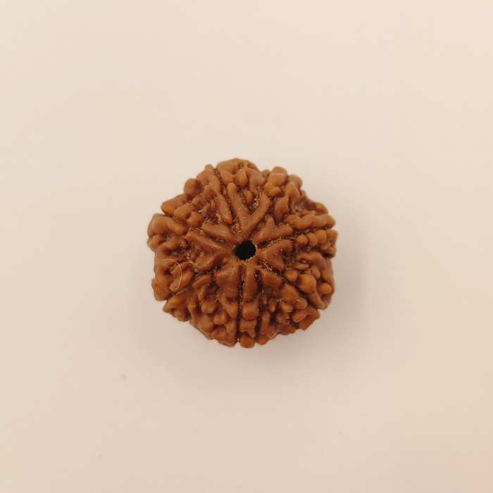 7 Mukhi Rudraksha
