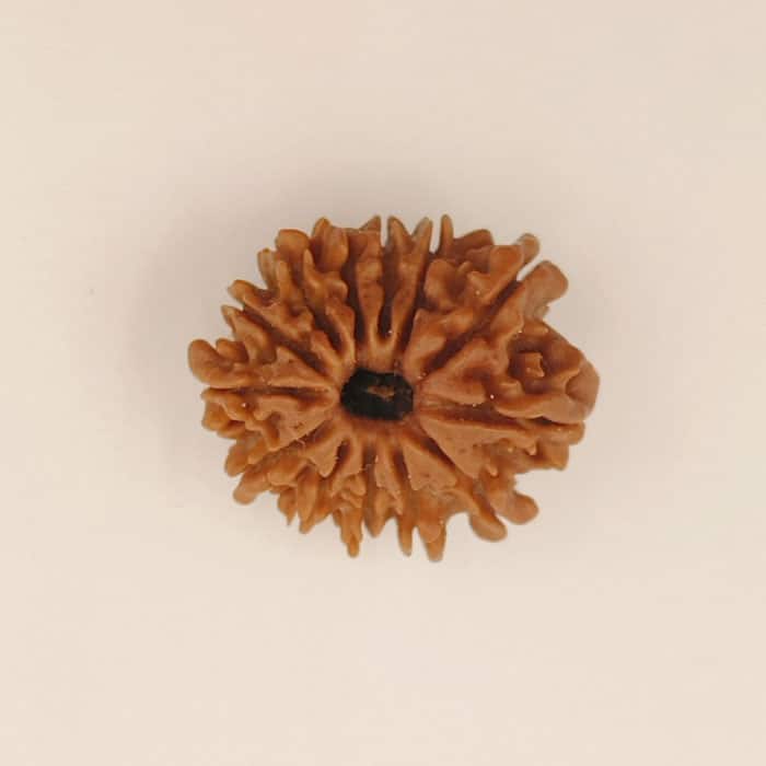 13 Mukhi Rudraksha